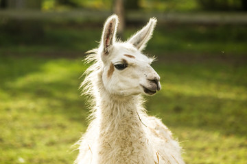 Portrait of a white llama. Front view . Close-up. Morning at the llama breeding farm.