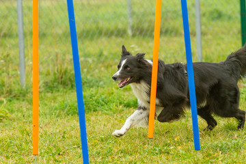 A young border collie dog learns skills in agility training..