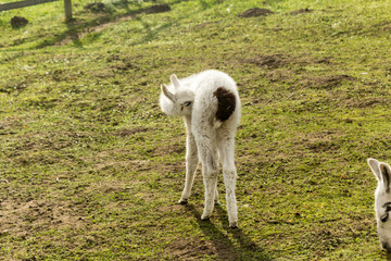 Fototapeta premium Little white llama grazes in the meadow. Back view. Morning at the llama breeding farm.