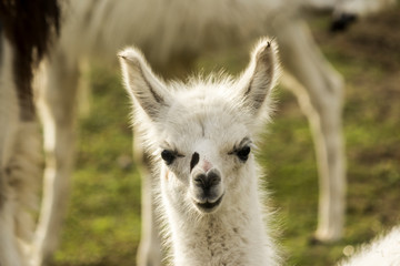 Obraz premium Portrait of a little white llama with a black spot on his nose.Front wiew. Close-up. Morning at the llama breeding farm.