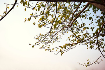 Soft focus, silhouette  images of the corner beneath the Bodhi tree in the evening atmosphere