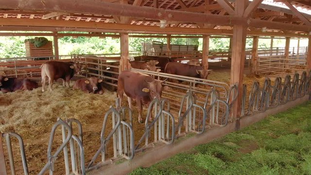 Vacas comiendo alfalfa