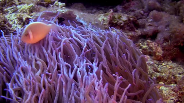 Pink Skunk Clownfish, Amphiprion perideraion, Philippines