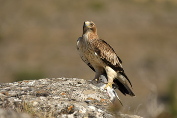 an eagle with a prey