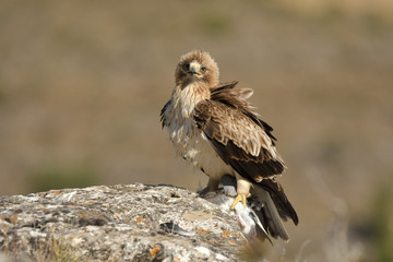 an eagle with a prey