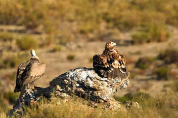 Imperial eagles in the Sierra de Água. Spain