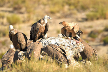 Imperial eagles in the Sierra de Água. Spain