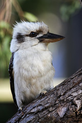 kookaburra 