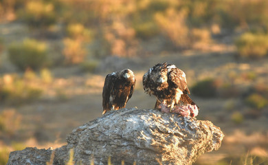 Imperial eagles in the Sierra de Água. Spain