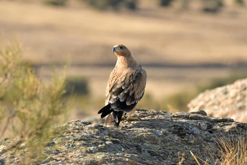 Imperial eagles in the Sierra de Água. Spain