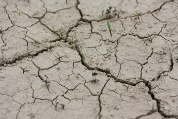 Tiny green sprouts getting out of dry desert land