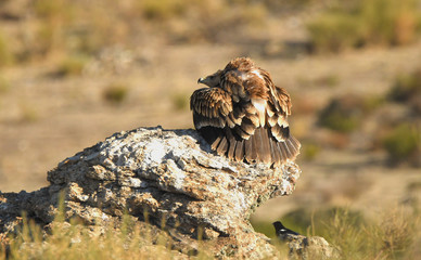 Imperial eagles in the Sierra de Água. Spain