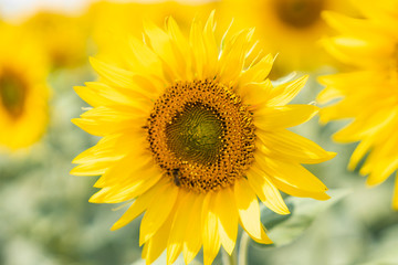 sunflower in field