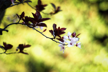 detail of a tree in bloom close up