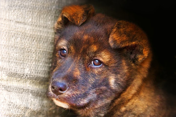 Portrait of a brown striped puppy. Tiger brindle coloring dog