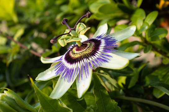 A close up of the beautiful vivid purple passionflower with it's tierd pollen buds