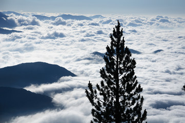 Pine over a sea of clouds