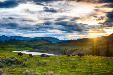 Buffaloes in Yellowstone national park in USA - 298846484