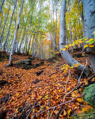 Autumn colors on Etna mount