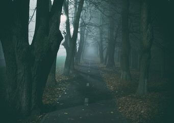 Naklejka premium The foggy asphalt road between trees in the night