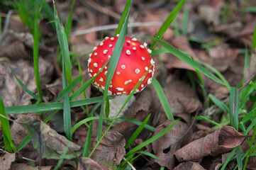 Amanita muscaria - red poisonous mushroom with white dots in forest