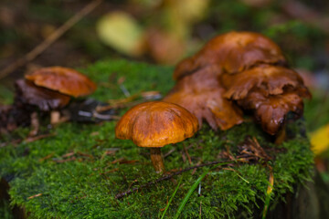 Pilze im Wald