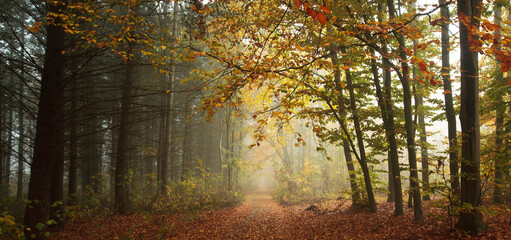 The beautiful avenue in the autumn park with a lot of trees and yellow leaves on the floor