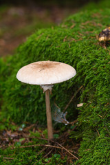Pilze im Wald