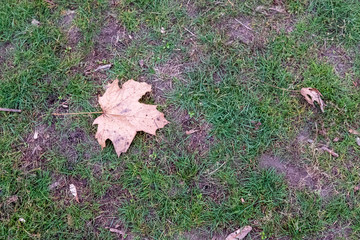  leaf on the background of a lawn in Kiev Ukraine