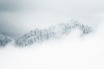 snowy fir trees in fog - winter in the mountains