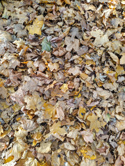 autumn leaves on the ground