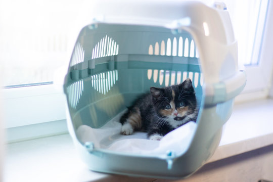 The cat sits in a carrier for animals . A pet. Transportation of animals. Little kitten.