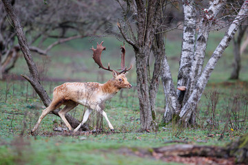 Fallow deer stag in heat in the rutting seasonin the  Amsterdam waterleidingduinen nature reserve in the dunes on westcoast of the Netherlands
