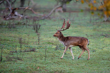 Fallow deer stag in heat in the rutting seasonin the  Amsterdam waterleidingduinen nature reserve in the dunes on westcoast of the Netherlands