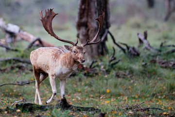 Fallow deer stag in heat in the rutting seasonin the  Amsterdam waterleidingduinen nature reserve in the dunes on westcoast of the Netherlands