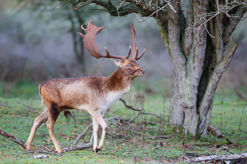 Fallow deer stag in heat in the rutting seasonin the  Amsterdam waterleidingduinen nature reserve in the dunes on westcoast of the Netherlands