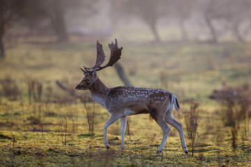 Fallow deer stag in heat in the rutting seasonin the  Amsterdam waterleidingduinen nature reserve in the dunes on westcoast of the Netherlands