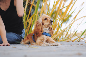 Girl with her dog, English Cocker Spaniel, sitting on the bench near the lake