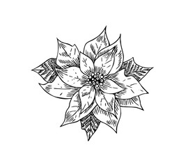 Christmas star flower. Plant decoration. Line art style.