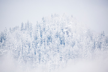 snowy fir trees in fog - winter in the mountains