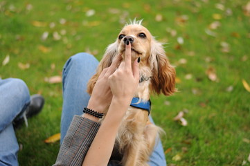 English Cocker Spaniel sitting on grass outdoors, in the park