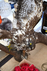 buzzard bird of prey flea market