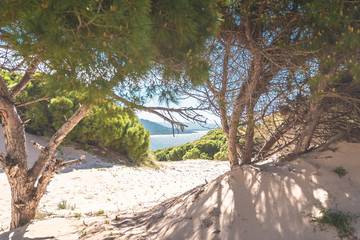 trees in the sand dunes