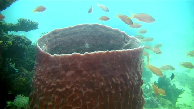Giant Barrel Sponge, Xestospongia Muta, Philippines