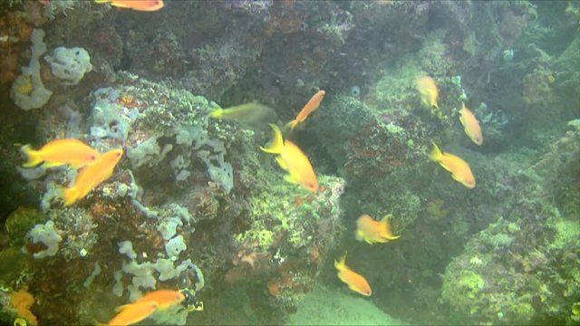 Vibrant Trpopical Reef Fish, Philippines