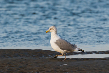 Möwe am Strand bei Ebbe