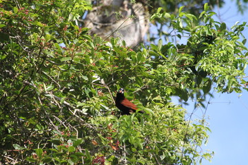 Cassique (Psarocolius montezuma)