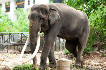 large asian elephant,white sesame,chained in the zoo