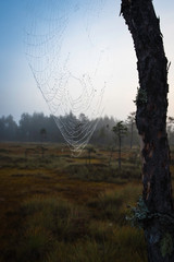 Spider web on tree with misty bog and forest