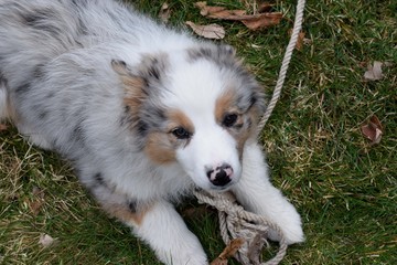Australian Shepard